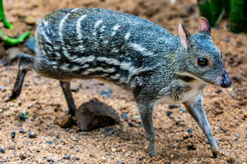The Indian spotted chevrotain (Moschiola indica) is a species of even-toed ungulate in the family Tragulidae. It is native to India and possibly Nepal.
