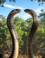 Fototapeta premium Two Cobras Face to Face in Symmetrical Pose –Realistic Snake Artwork
