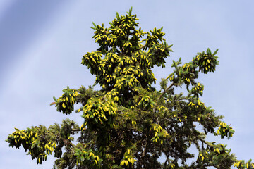 The white spruce cones ( Picea glauca ) , native in North America