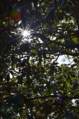 sun in the forest