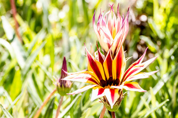 Gazania Flower in garden under sunlight