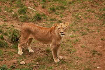 Une lionne se tient debout dans l’herbe, attentive et élégante. Ce portrait animalier illustre...