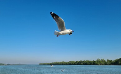 A beautiful white seagull captured mid-flight, spreading its wings under a clear blue sky over a serene seascape with distant trees