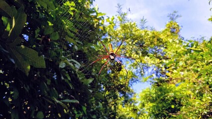 Spider in its natural environment on a green leafy plant against a blue sky in nature