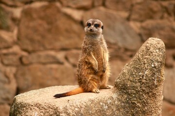 Fototapeta premium Un suricate se tient debout sur un rocher, attentif et en position de veille. Scène animale capturée en gros plan, illustrant la vigilance et le comportement social de l’espèce.
