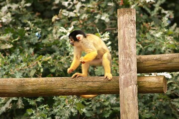 Un singe écureuil joue avec un jouet violet suspendu tout en mangeant un morceau de nourriture dans son enclos. Scène animalière curieuse et colorée, montrant le comportement ludique d’un primate en c