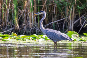 Great Blue Heron in the pond looking for a food