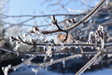 snow covered branches