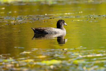 Juvenile American Coot swimming in a pond