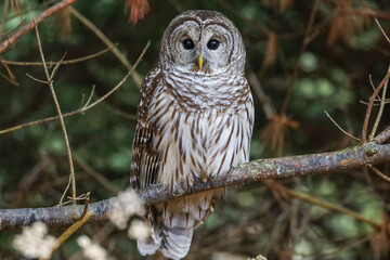 Barred Owl perched on a tree branch
