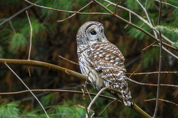 Barred Owl perched on a tree branch