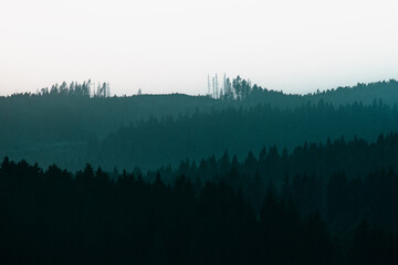 Silhouettes of trees in the fog, a forest area in the distance.