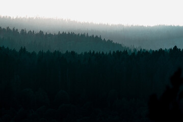 Silhouettes of trees in the fog, a forest area in the distance.