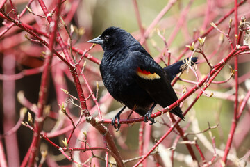Red-winged Blackbird perched on a red branch