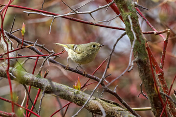 Ruby-crowned Kinglet perched on a tree branch