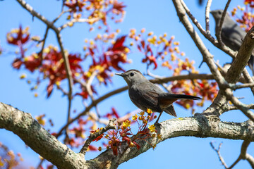 Cute Gray Catbirds perched on a tree