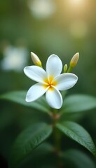 Fototapeta premium A close up of a white flower with a yellow center.
