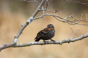 Female Red-winged Blackbird perched on a tree branch