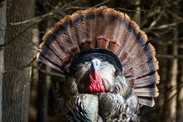 Wild Turkey