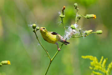 Cute American Goldfinch eating wildflower