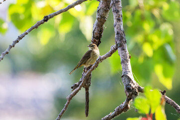 Palm Warbler on a tree branch