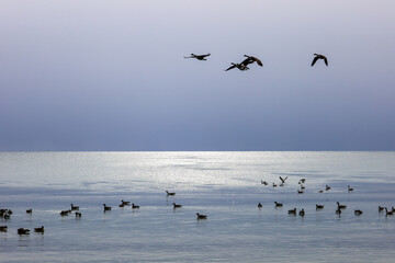 flock of geese in frozen lake