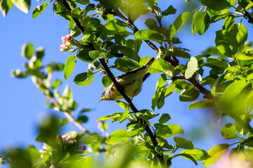 Northern Parula on a apple tree