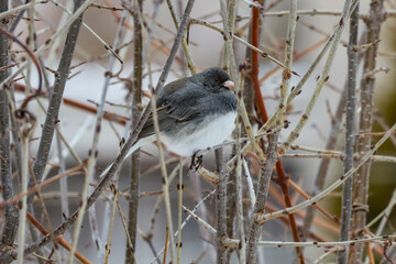 Dark-eyed Junco perched on a tree branch