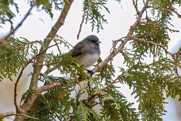 Dark-eyed Junco perched on a cedar tree branch