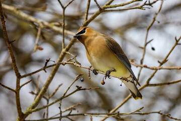Cedar Waxwing perched on a tree branch