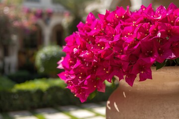 Vibrant fuchsia bougainvillea flowers cascade from a terracotta pot in a sunlit garden with soft focus background
