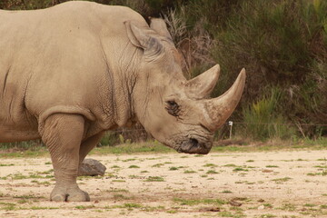 Fototapeta premium Un rhinocéros marche dans son enclos, ses cornes puissantes bien visibles. Ce portrait animalier illustre la force, la rareté et l’importance de la conservation des espèces africaines.