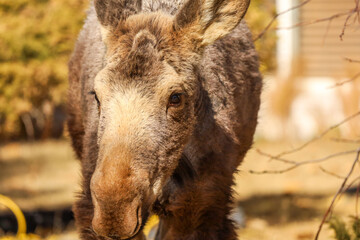 Fototapeta premium close up of a Moose calf