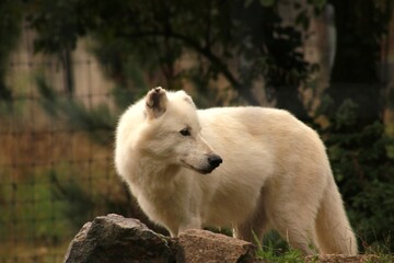 Deux loups arctiques blancs se tiennent dans un enclos grillagé. Leur regard perçant illustre la puissance, la résistance et la beauté sauvage de ces prédateurs du grand Nord.