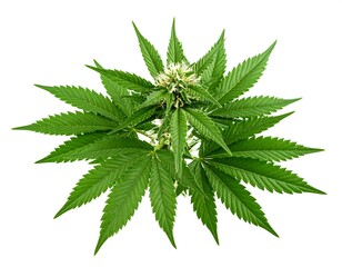 Cannabis plant, vibrant green leaves, isolated on white