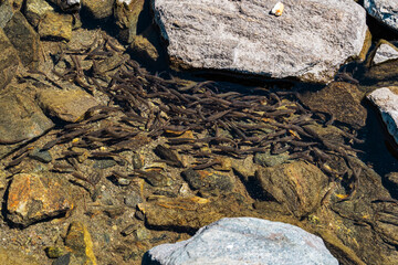 A school of small fish swims in clear, transparent water over a rocky bottom. The scene captures the natural habitat of aquatic life.