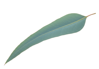 Isolated Eucalyptus Leaf in Full Length View, Nature Botanical, Organic Aromatic Ingredient