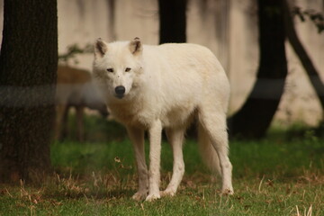 Deux loups arctiques blancs se tiennent dans un enclos grillagé. Leur regard perçant illustre la puissance, la résistance et la beauté sauvage de ces prédateurs du grand Nord.