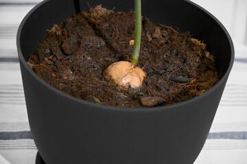 Close-up view of a pot with soil, showing a planted avocado pit with a strong, emerging trunk. Focus on growth details and healthy indoor gardening setup.