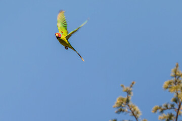 A flash of plum and emerald green — Sattal sings in wings unseen-Plum-headed Parakeet (Psittacula cyanocephala)