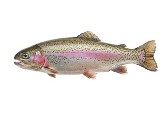 Isolated Rainbow trout with vibrant coloration displaying vibrant patterns and markings