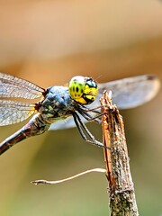 Dragonfly resting on a branch captured in sharp detail with soft bokeh background