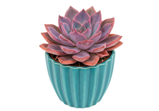 Isolated Echeveria Perle succulent in a pot, showing its leaves, vibrant color palette, health - Powered by Adobe