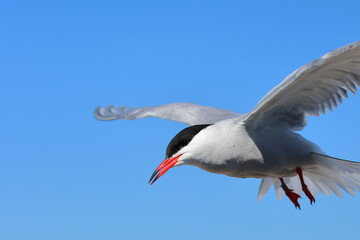 common tern