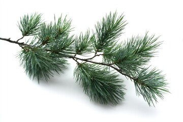 Pine branch against white background
