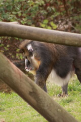 Un mandrill est assis dans l’herbe, observant attentivement son environnement. Ce primate coloré et puissant illustre la richesse, la force et la diversité de la faune africaine.