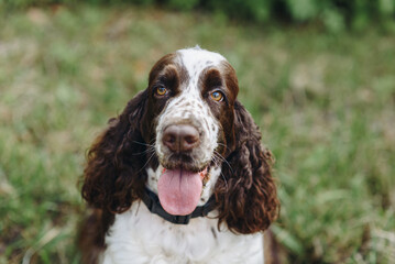 brown and white spaniel dog sitting in park on green grass in sunny summer day, closeup face view, dogwalking concept