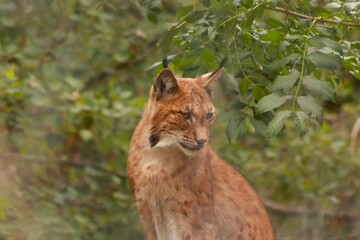 Un lynx observe attentivement son environnement, dissimulé dans la végétation. Ce grand félin d’Europe illustre la discrétion, la puissance et la beauté sauvage des forêts.
