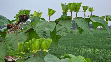Abroma Augustum: Devil's Cotton Plant with Green Leaves & Seed Pods in Nature