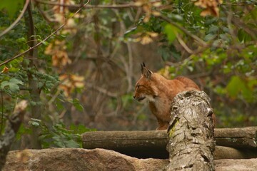 Un lynx observe attentivement son environnement, dissimul&eacute; dans la v&eacute;g&eacute;tation. Ce grand f&eacute;lin d&rsquo;Europe illustre la discr&eacute;tion, la puissance et la beaut&eacute; sauvage des for&ecirc;ts.